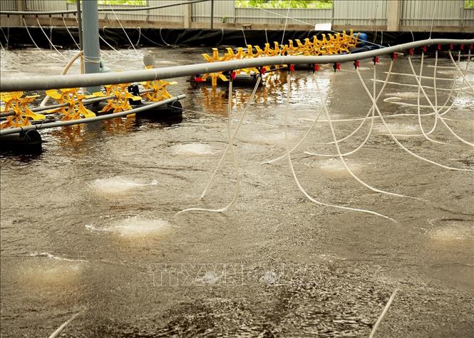 The model requires multiple ponds for breeding shrimp and treating water. Shrimp fry are first bred in a nursery pond for a few weeks before being transferred to the main pond for intensive breeding. VNA Photo: Hồng Đạt