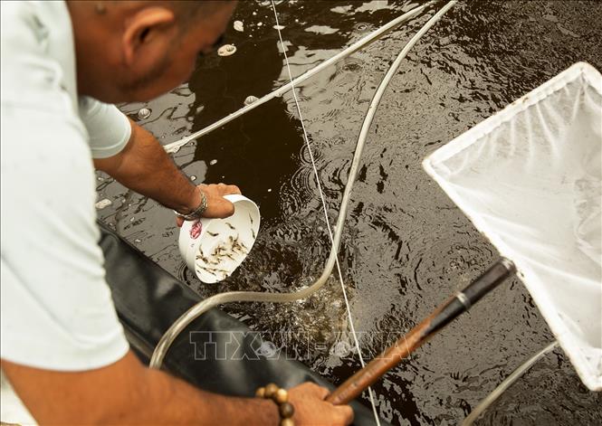 The model requires multiple ponds for breeding shrimp and treating water. Shrimp fry are first bred in a nursery pond for a few weeks before being transferred to the main pond for intensive breeding. VNA Photo: Hồng Đạt