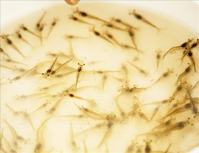 The model requires multiple ponds for breeding shrimp and treating water. Shrimp fry are first bred in a nursery pond for a few weeks before being transferred to the main pond for intensive breeding. VNA Photo: Hồng Đạt