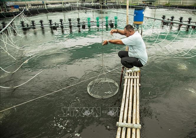 The model requires multiple ponds for breeding shrimp and treating water. Shrimp fry are first bred in a nursery pond for a few weeks before being transferred to the main pond for intensive breeding. VNA Photo: Hồng Đạt