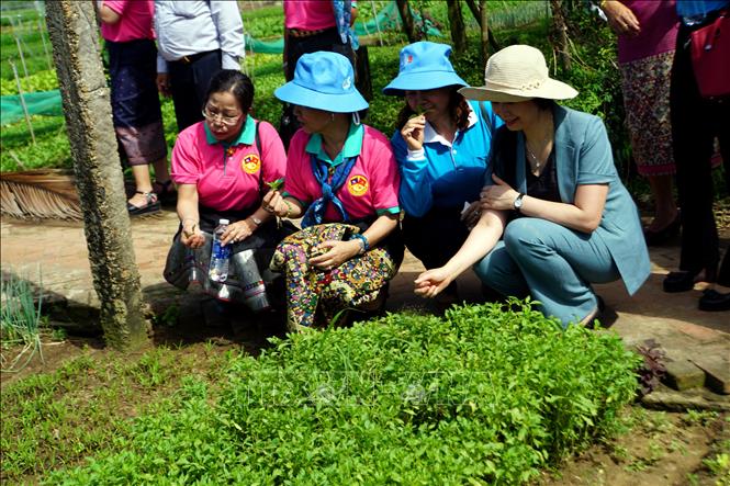 Đại biểu Hội Liên hiệp Phụ nữ Lào tham quan và trải nghiệm tại làng trồng rau truyền thống Trà Quế, thành phố Hội An. Ảnh: Trịnh Bang Nhiệm - TTXVN