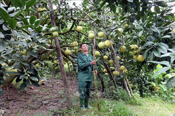 Trong ảnh: Ông Đỗ Khắc Hòa, thôn Soi Hà, xã Xuân Vân, chăm sóc vườn bưởi của gia đình. Ảnh: Quang Cường - TTXVN