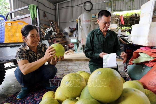 Trong ảnh: Bưởi đường Xuân Vân được dán tem truy xuất nguồn gốc. Ảnh: Quang Cường - TTXVN