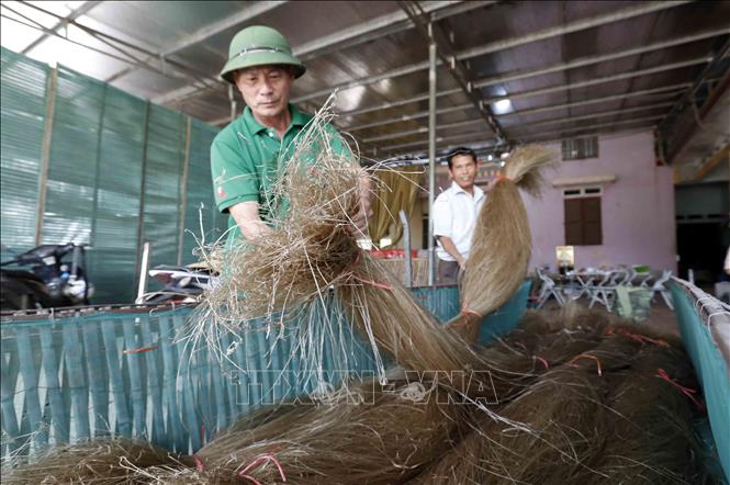 Trong ảnh: Sản phẩm miến dong sau khi phơi khô của một gia đình tại làng nghề Việt Cường. Ảnh: Trần Việt - TTXVN