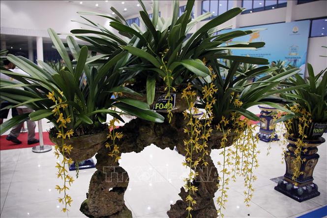 Các cây hoa Lan kiếm được tạo hình, thế độc đáo, hoa nở đẹp được người chơi hoa đem tới dự thi và trưng bày tại Hội thi. Ảnh: Trần Lê Lâm – TTXVN