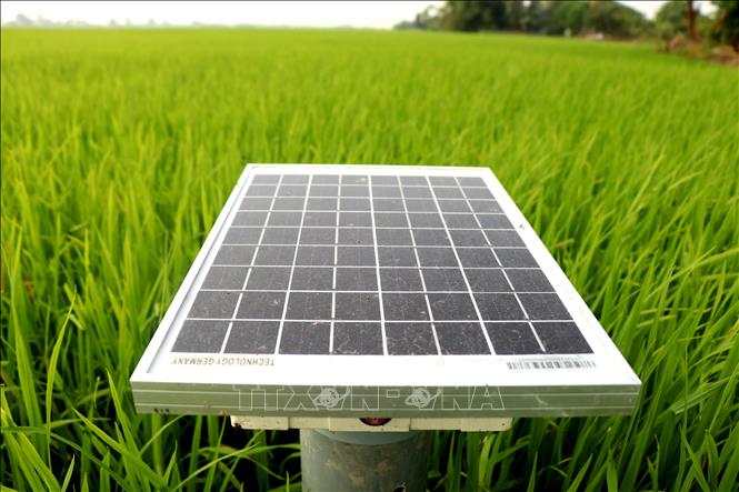 AWDI requires water levels tracking, so a device for measuring water levels in the field using IoT (Internet of Things) technology, powered by solar energy, has been successfully deployed. Through this, users can control and start the pump from their mobile phones to let water into the field. VNA Photo: Thu Hiền