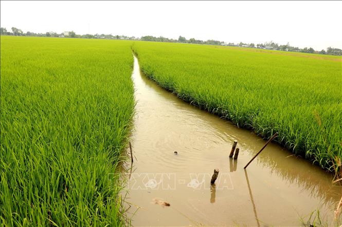 Summer - autumn rice crop in Can Tho province utilizes AWDI to save irrigation costs and ensure rice productivity. VNA Photo: Thu Hiền