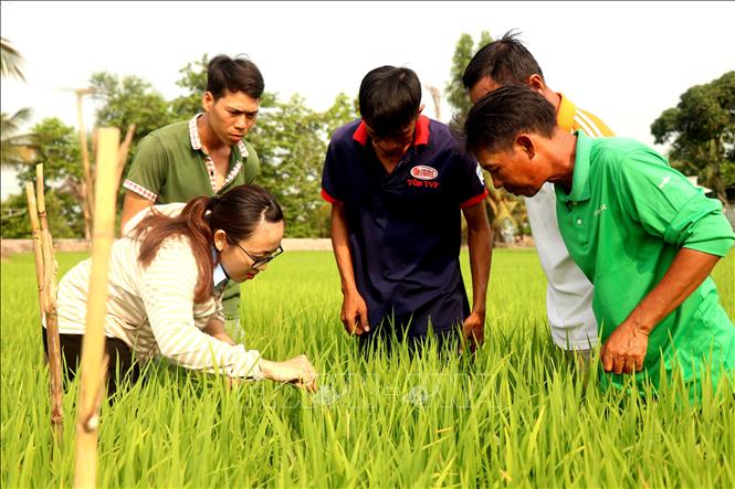 Agricultural extension officers of Co Do district (Can Tho province) instruct farmers on how to observe water levels in rice fields. VNA Photo: Thu Hiền