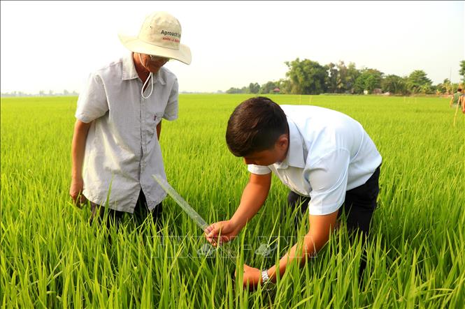 An agricultural extension officer of Co Do district (Can Tho province) instructs a farmer on how to observe water levels in rice fields. VNA Photo: Thu Hiền