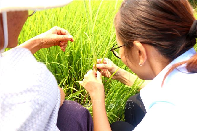 Farmers and agricultural extension officers in Can Tho province check the growth of rice plants on a field applying AWDI technology. VNA Photo: Thu Hiền