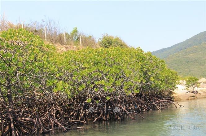 Khu rừng ngập mặn Đầm Bấy, vịnh Nha Trang (Khánh Hòa) là nơi sinh sống, trú ngụ của nhiều loài sinh vật biển nước lợ và mặn. Ảnh: Phan Sáu - TTXVN