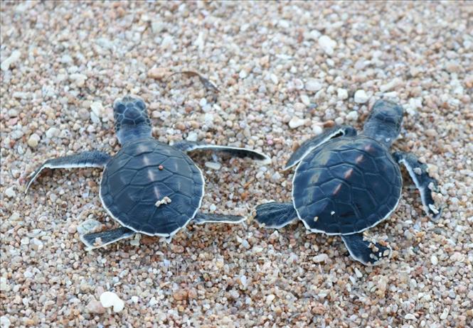 Vườn quốc gia Núi Chúa (Ninh Thuận) là nơi hiếm hoi trên đất liền có quần thể rùa biển đến sinh sản hàng năm. Ảnh: Nguyễn Thành – TTXVN