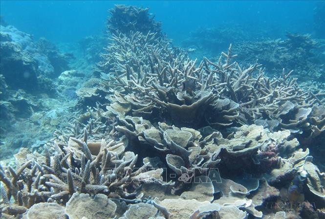 San hô ở vùng biển Vườn quốc gia Núi Chúa (Ninh Thuận) rất phong phú với 350 loài, đặc biệt có 46 loài san hô mới được ghi nhận và phân loại tại Việt Nam. Ảnh: Nguyễn Thành – TTXVN