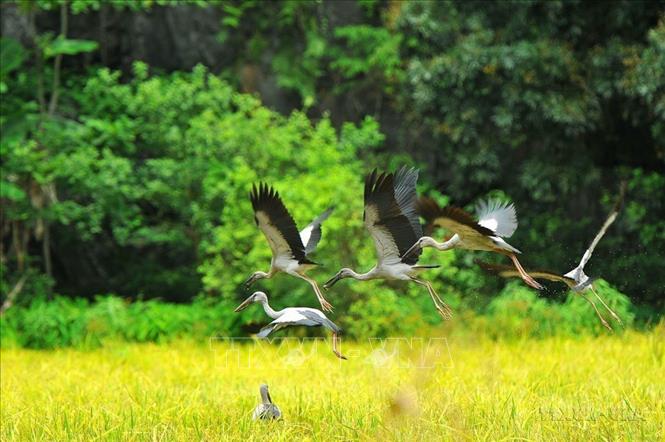Những cánh cò trên đồng lúa vàng tại Ninh Bình. Ảnh: Minh Đức – TTXVN