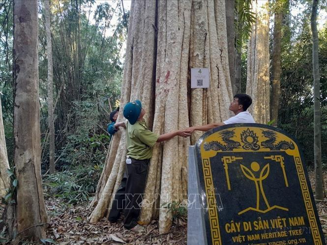 Vườn Quốc gia Bù Gia Mập (nằm trên địa bàn huyện Bù Gia Mập, tỉnh Bình Phước) hiện có 39 cây di sản có tuổi từ khoảng 200 - 450 tuổi được Hội Bảo vệ Thiên nhiên và Môi trường Việt Nam trao tặng bằng công nhận. Ảnh: K GỬIH -TTVXN