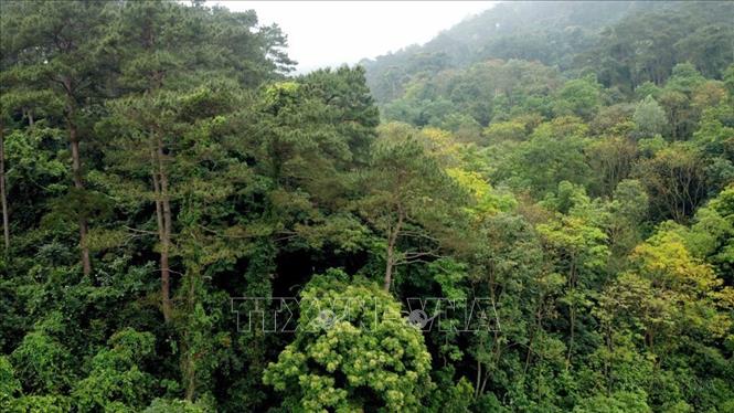 Mật độ che phủ của cánh rừng thông ở Vườn quốc gia Tam Đảo được đảm bảo, tạo cảnh quan và giữ gìn môi trường sinh thái. Ảnh: Hoàng Hùng -TTXVN